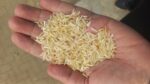Dakhan rice 1121 (per kg)